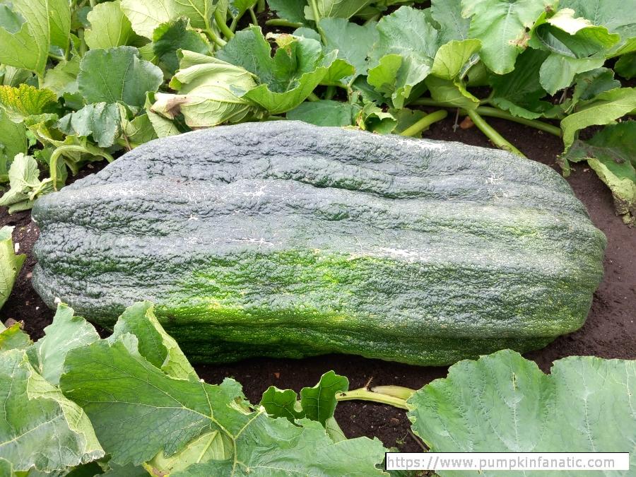 fruitImages/237.2 Baggs 2024C.jpg